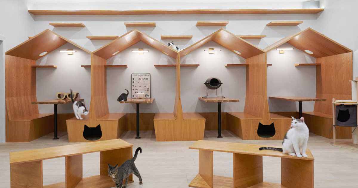 this-cat-cafe-in-new-york-was-designed-with-whimsy-and-playfulness